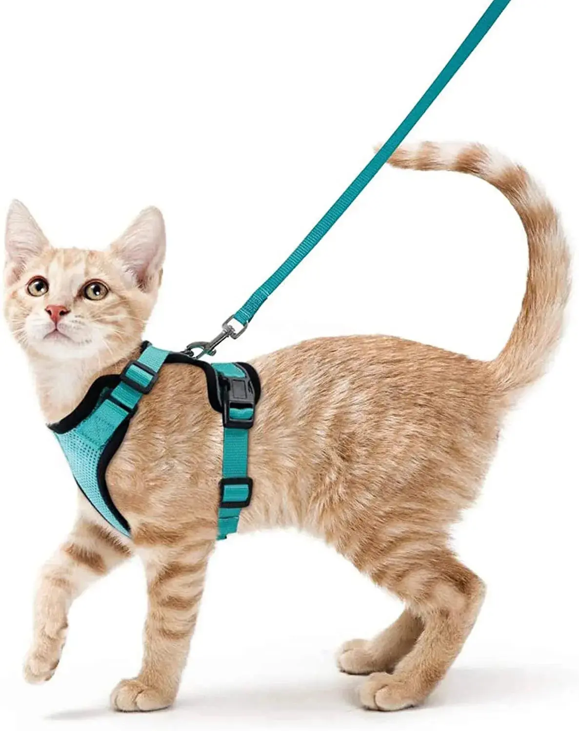 Cat Toys