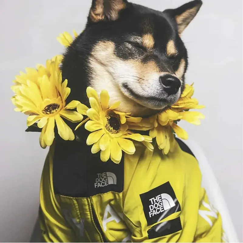 Dog Raincoat Waterproof Windbreaker – Hooded Jacket for All Sizes - Image 3