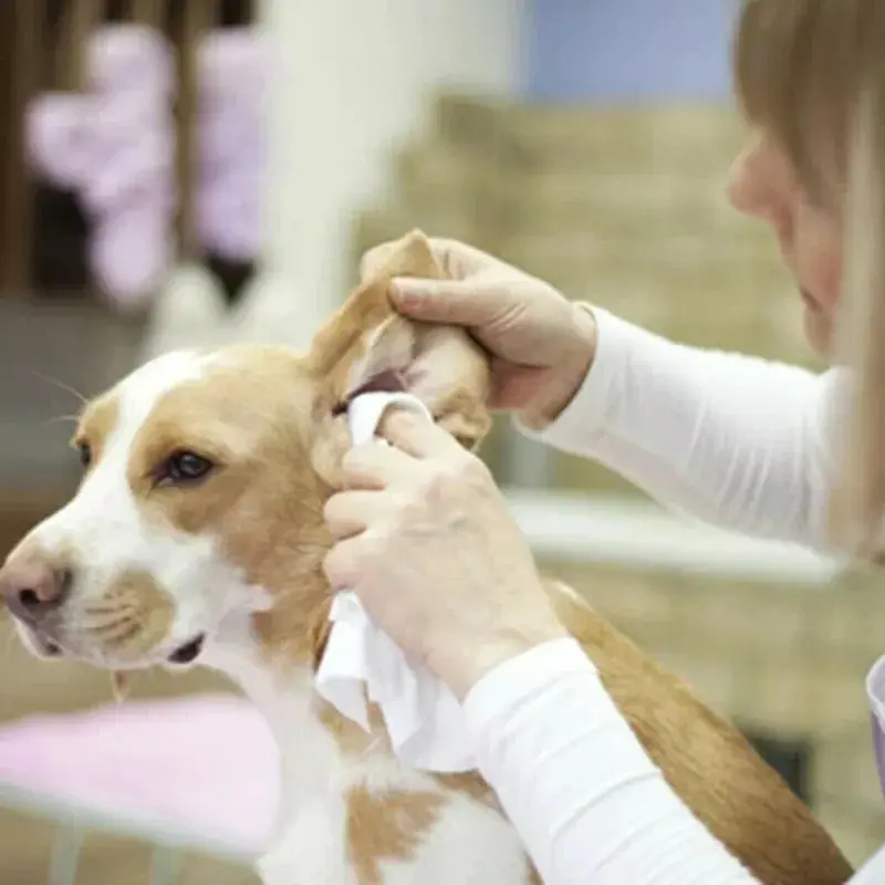 Pet Ear Powder - Image 3