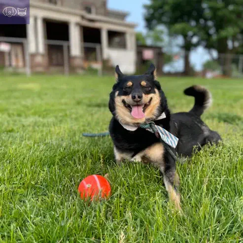 PawPogo™ - Image 5